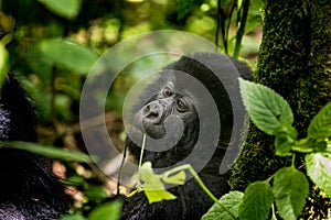 Mountain gorilla infant