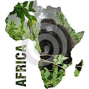 Mountain gorilla inside Africa shape continent outline