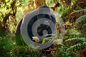 Mountain gorilla, Mgahinga National Park in Uganda. Close-up photo of wild big black silverback monkey in the forest, Africa.