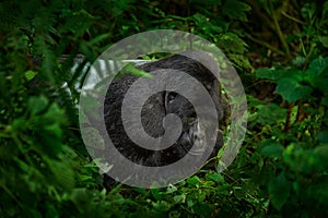 Mountain gorilla, Mgahinga National Park in Uganda. Close-up photo of wild big black silverback monkey in the forest, Africa.