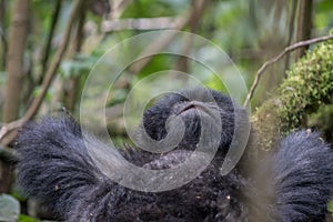 Mountain gorilla resting