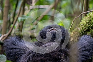 Mountain gorilla resting