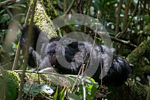 Mountain gorilla resting