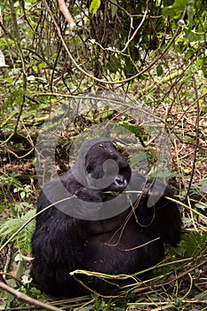 Mountain gorilla in Rwanda