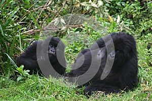 Mountain gorilla, rwanda photo