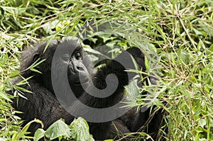 Gorilla in Volcanoes National Park in Rwanda photo