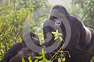 Mountain Gorilla's