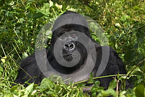 Mountain gorilla and silverback photo