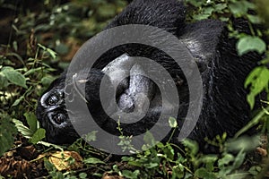 Mountain Gorilla (Silverback) at Bwindi Impenetrable Forest