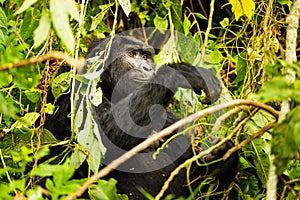 A mountain gorilla sitting in the forest of Bwindi Nationalpark Uganda