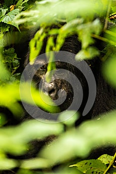 A mountain gorilla sitting in the forest of Bwindi Nationalpark Uganda