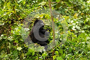 A mountain gorilla sitting in the forest of Bwindi Nationalpark Uganda