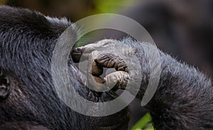 Mountain gorilla. Uganda. Bwindi Impenetrable Forest National Park