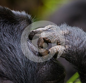 Mountain gorilla. Uganda. Bwindi Impenetrable Forest National Park