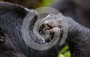 Mountain gorilla. Uganda. Bwindi Impenetrable Forest National Park