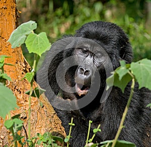 Mountain gorilla. Uganda. Bwindi Impenetrable Forest National Park