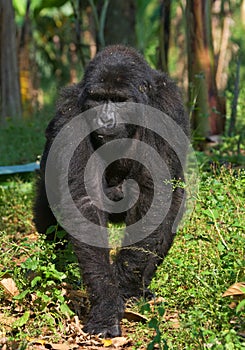 Mountain gorilla. Uganda. Bwindi Impenetrable Forest National Park