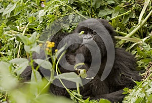 Mountain Gorilla Vegetarian