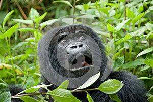 Mountain Gorilla in Volcano National Park (Rwanda) photo