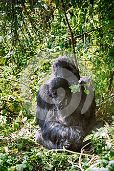 Mountain gorilla, Volcano National Park, Rwanda