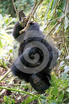 Mountain gorilla, Volcano National Park, Rwanda