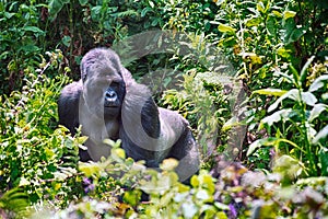 Mountain gorilla, Volcano National Park, Rwanda photo