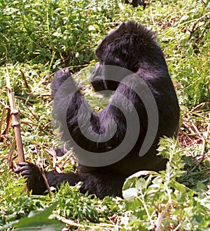 Mountain gorilla, Volcano National Park, Rwanda