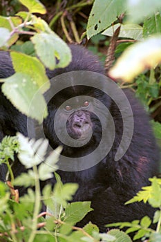 Mountain gorilla, Volcano National Park, Rwanda