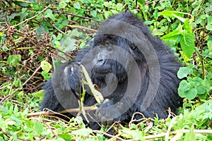 Mountain gorilla in the Volcanoes National Park of Rwanda