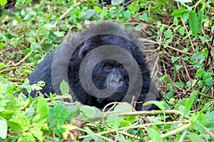 Mountain gorilla in the Volcanoes National Park of Rwanda