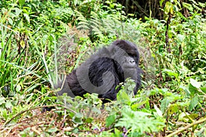 Mountain gorilla in the Volcanoes National Park of Rwanda