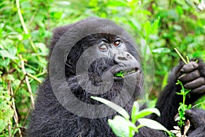 Mountain gorilla in the Volcanoes National Park of Rwanda photo