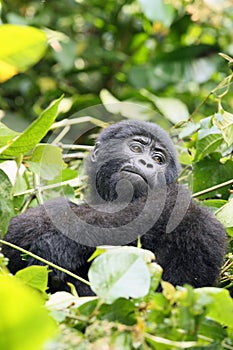 The mountain gorilla
