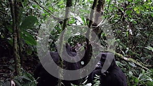 Mountain gorillas in  Bwindi Impenetrable National Park, Uganda