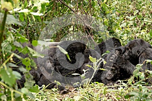 Silverback Mountain Gorillas in Bwindi Impenetrable Forest National Park in Uganda photo