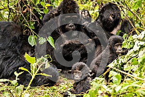 Silverback Mountain Gorillas in Bwindi Impenetrable Forest National Park in Uganda photo