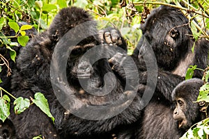Silverback Mountain Gorillas in Bwindi Impenetrable Forest National Park in Uganda photo
