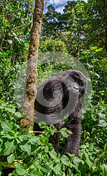 Mountain gorillas in the rainforest. Uganda. Bwindi Impenetrable Forest National Park.