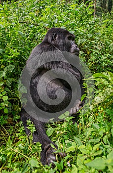 Mountain gorillas in the rainforest. Uganda. Bwindi Impenetrable Forest National Park.