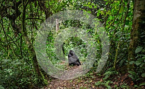 Mountain gorillas in the rainforest. Uganda. Bwindi Impenetrable Forest National Park.