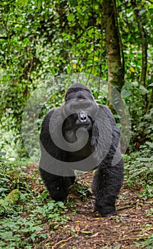 Mountain gorillas in the rainforest. Uganda. Bwindi Impenetrable Forest National Park.