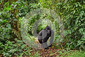 Mountain gorillas in the rainforest. Uganda. Bwindi Impenetrable Forest National Park.