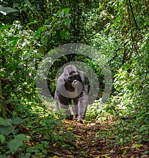 Mountain gorillas in the rainforest. Uganda. Bwindi Impenetrable Forest National Park.