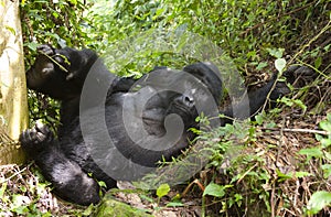 Mountain gorillas in the rainforest. Uganda. Bwindi Impenetrable Forest National Park.