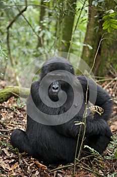 Mountain gorillas in the rainforest. Uganda. Bwindi Impenetrable Forest National Park.