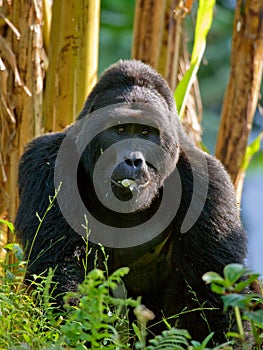 Mountain gorillas in the rainforest. Uganda. Bwindi Impenetrable Forest National Park.