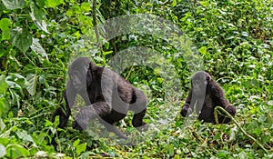Mountain gorillas in the rainforest. Uganda. Bwindi Impenetrable Forest National Park. photo
