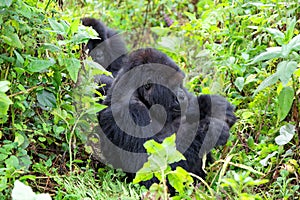 Mountain gorillas in the Volcanoes National Park of Rwanda