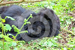 Mountain gorillas in the Volcanoes National Park of Rwanda