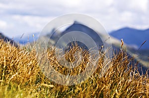 Mountain grass
